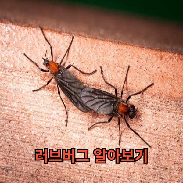 러브버그 알아보기