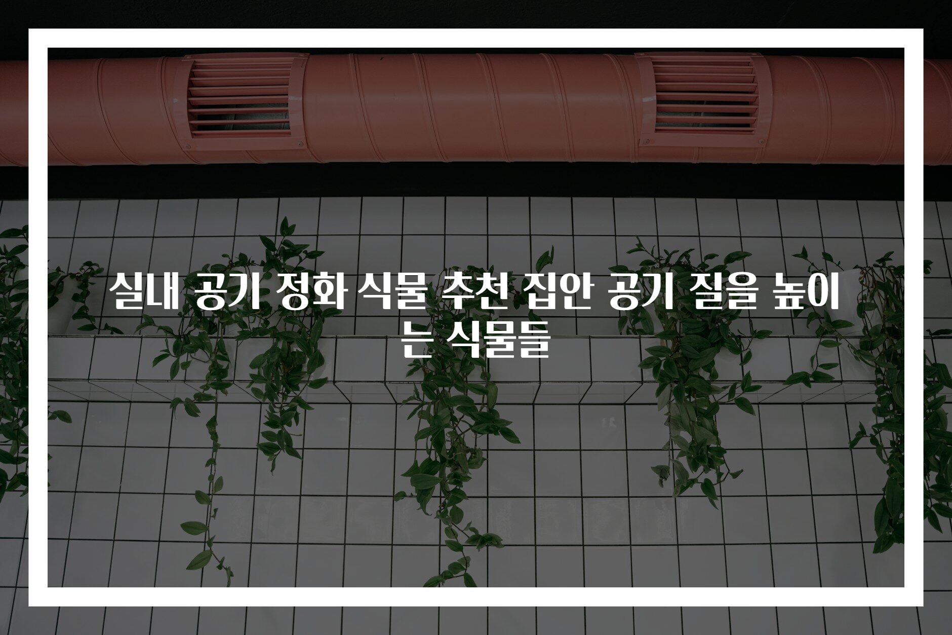 실내 공기 정화 식물 추천 집안 공기 질을 높이는 식물들