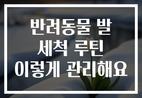 반려동물 발 세척 루틴 이렇게 관리해요