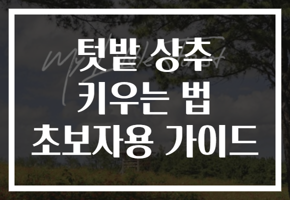 텃밭 상추 키우는 법 초보자용 가이드