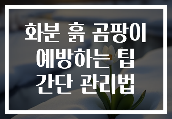 화분 흙 곰팡이 예방하는 팁 간단 관리법