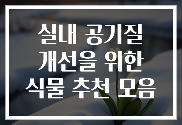 실내 공기질 개선을 위한 식물 추천 모음