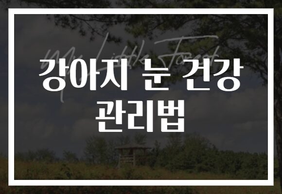 강아지 눈 건강 관리법