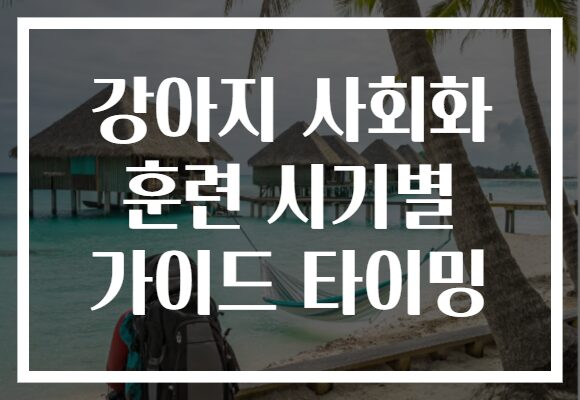 강아지 사회화 훈련 시기별 가이드 타이밍