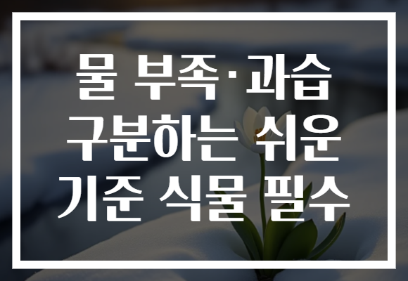 물 부족·과습 구분하는 쉬운 기준 식물 필수