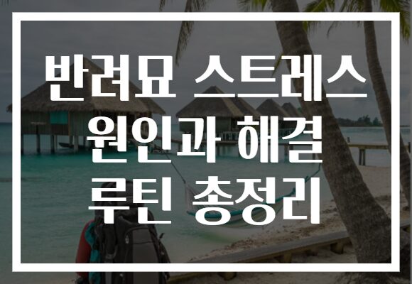 반려묘 스트레스 원인과 해결 루틴 총정리