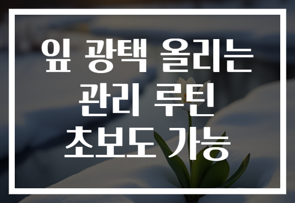 잎 광택 올리는 관리 루틴 초보도 가능