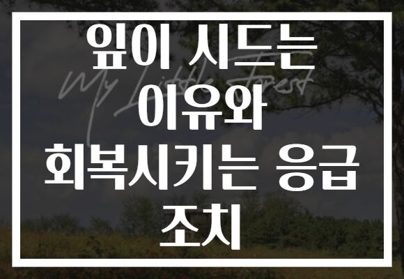 잎이 시드는 이유와 회복시키는 응급 조치