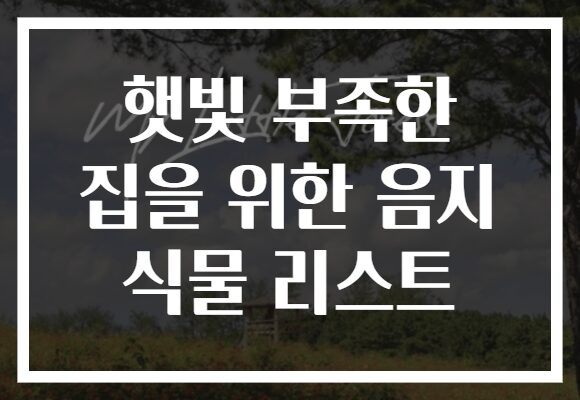 햇빛 부족한 집을 위한 음지 식물 리스트