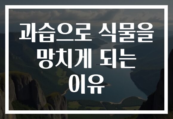 과습으로 식물을 망치게 되는 이유