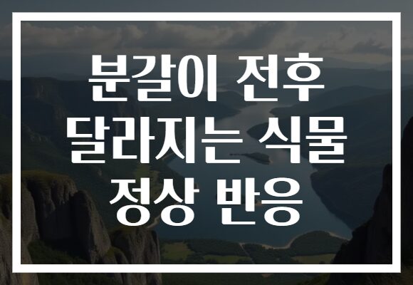 분갈이 전후 달라지는 식물 정상 반응