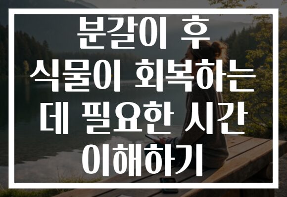 분갈이 후 식물이 회복하는 데 필요한 시간 이해하기