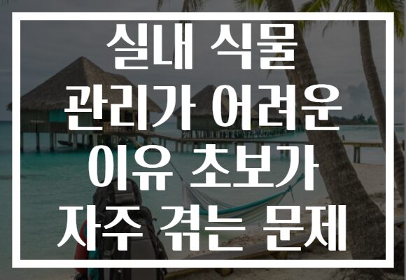 실내 식물 관리가 어려운 이유 초보가 자주 겪는 문제