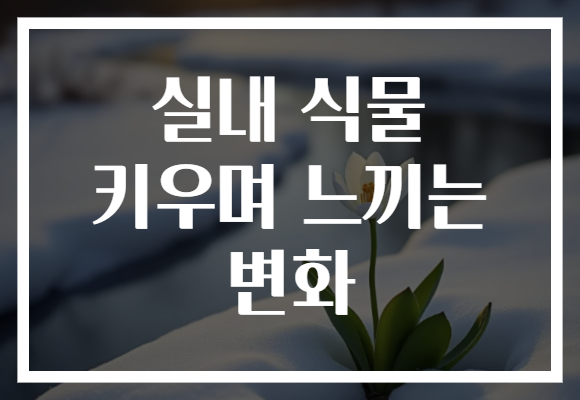 실내 식물 키우며 느끼는 변화