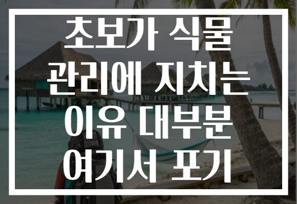 초보가 식물 관리에 지치는 이유 대부분 여기서 포기