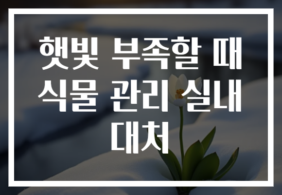 햇빛 부족할 때 식물 관리 실내 대처