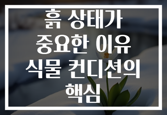 흙 상태가 중요한 이유 식물 컨디션의 핵심