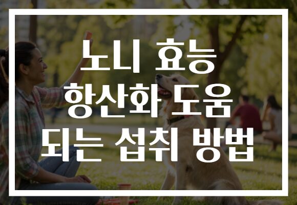 노니 효능 항산화 도움 되는 섭취 방법