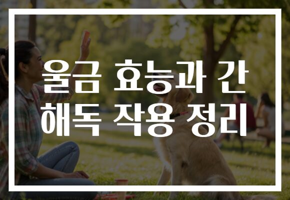 울금 효능과 간 해독 작용 정리