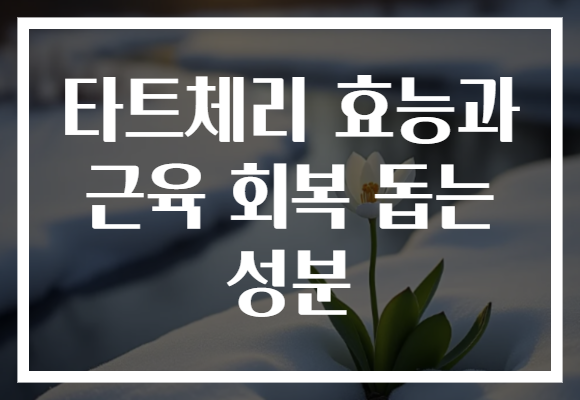 타트체리 효능과 근육 회복 돕는 성분