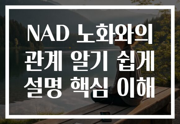 NAD 노화와의 관계 알기 쉽게 설명 핵심 이해