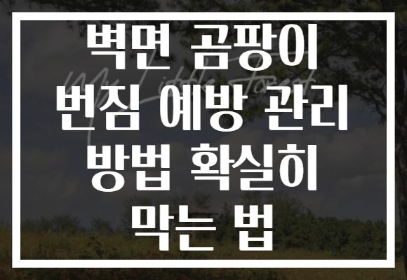 벽면 곰팡이 번짐 예방 관리 방법 확실히 막는 법