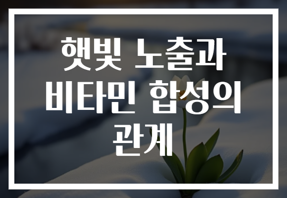 햇빛 노출과 비타민 합성의 관계