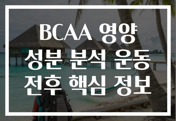 BCAA 영양 성분 분석 운동 전후 핵심 정보