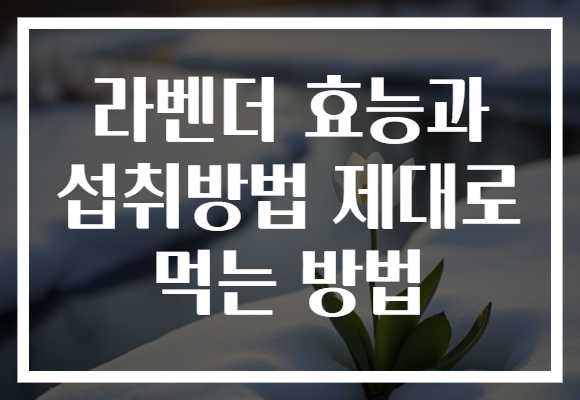 라벤더 효능과 섭취방법 제대로 먹는 방법