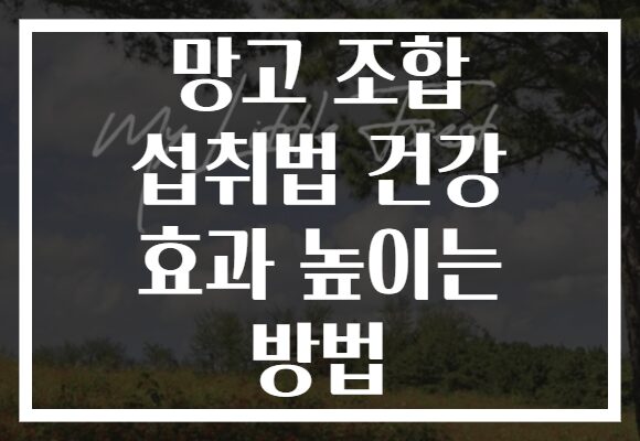 망고 조합 섭취법 건강 효과 높이는 방법