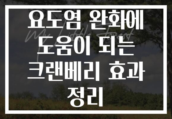 요도염 완화에 도움이 되는 크랜베리 효과 정리