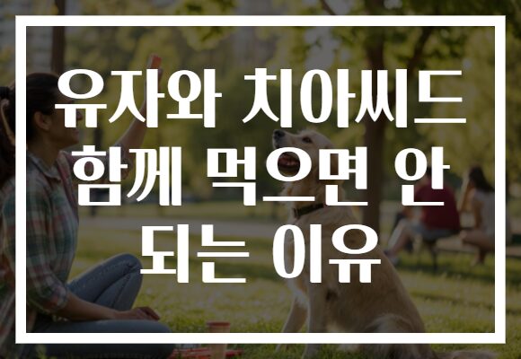 유자와 치아씨드 함께 먹으면 안 되는 이유