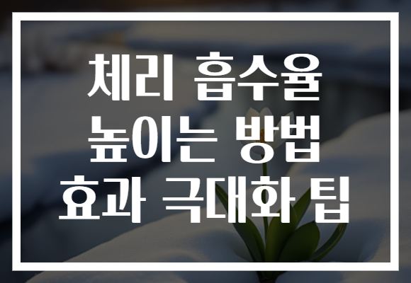 체리 흡수율 높이는 방법 효과 극대화 팁