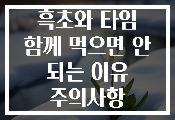 흑초와 타임 함께 먹으면 안 되는 이유 주의사항