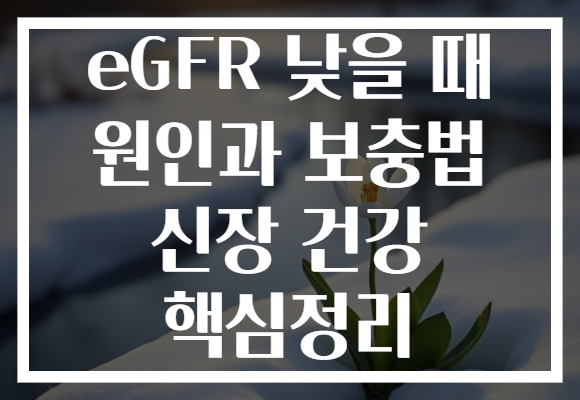 eGFR 낮을 때 원인과 보충법 신장 건강 핵심정리