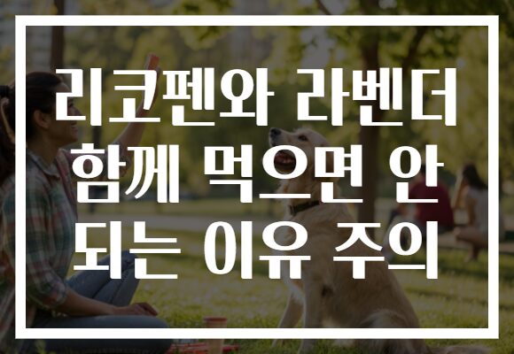 리코펜와 라벤더 함께 먹으면 안 되는 이유 주의
