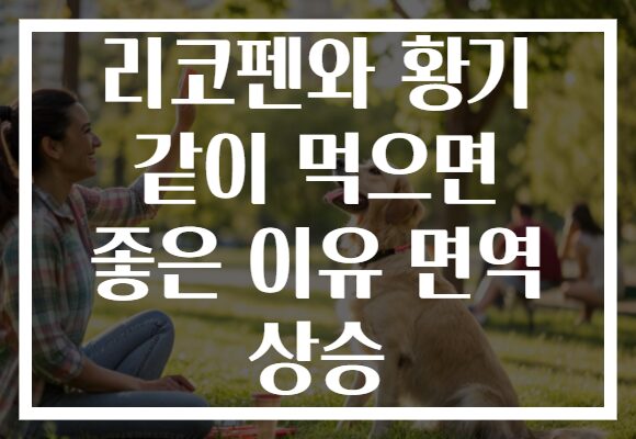 리코펜와 황기 같이 먹으면 좋은 이유 면역 상승