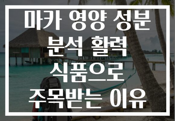 마카 영양 성분 분석 활력 식품으로 주목받는 이유