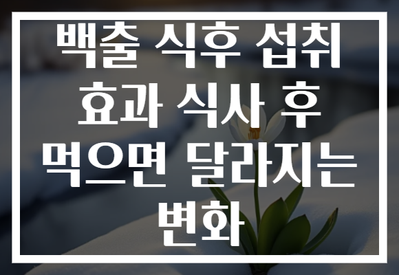 백출 식후 섭취 효과 식사 후 먹으면 달라지는 변화