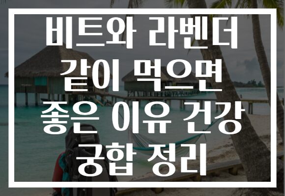 비트와 라벤더 같이 먹으면 좋은 이유 건강 궁합 정리