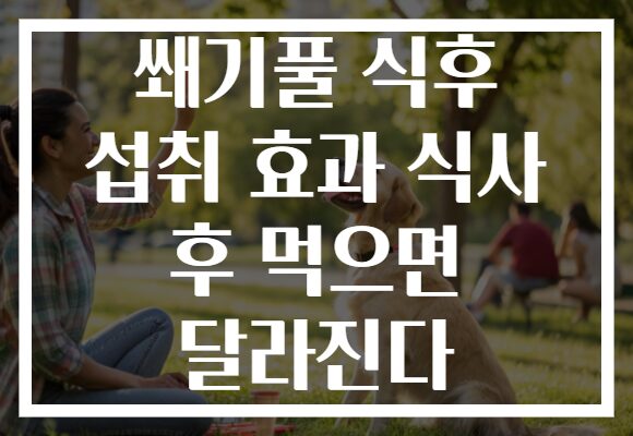 쐐기풀 식후 섭취 효과 식사 후 먹으면 달라진다