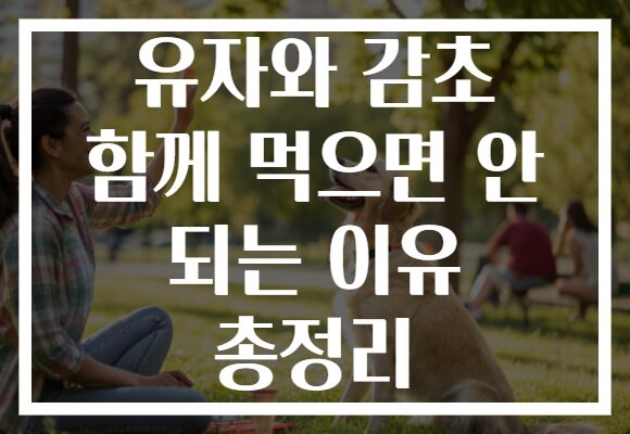 유자와 감초 함께 먹으면 안 되는 이유 총정리