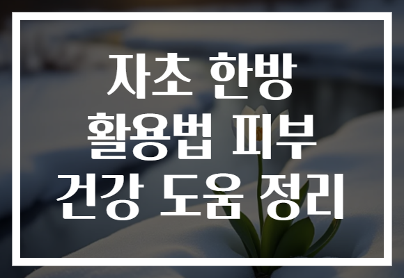 자초 한방 활용법 피부 건강 도움 정리