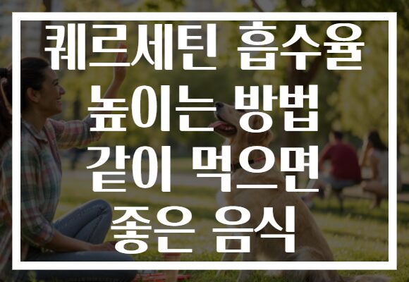 퀘르세틴 흡수율 높이는 방법 같이 먹으면 좋은 음식