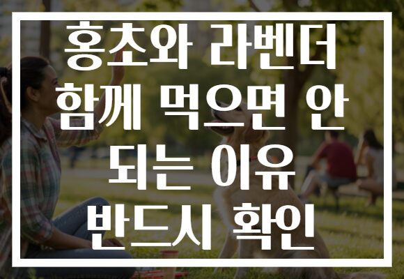 홍초와 라벤더 함께 먹으면 안 되는 이유 반드시 확인
