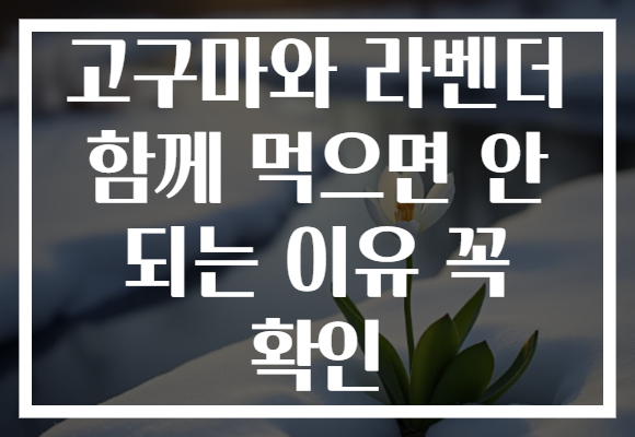 고구마와 라벤더 함께 먹으면 안 되는 이유 꼭 확인