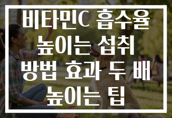 비타민C 흡수율 높이는 섭취 방법 효과 두 배 높이는 팁