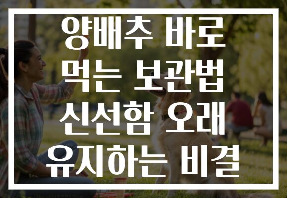 양배추 바로 먹는 보관법 신선함 오래 유지하는 비결