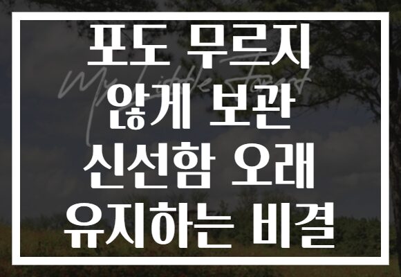 포도 무르지 않게 보관 신선함 오래 유지하는 비결