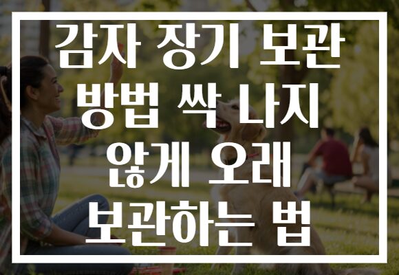 감자 장기 보관 방법 싹 나지 않게 오래 보관하는 법